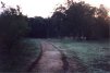 Further down the driveway, nearing the house's remains.